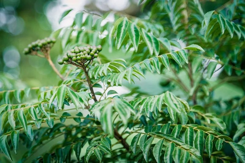 Information Related to the Cultivation of Curry Leaves