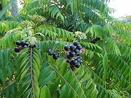 Information Related to the Cultivation of Curry Leaves