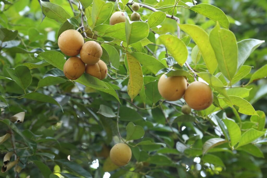 Nutmeg Cultivation in India with Proper Guidance