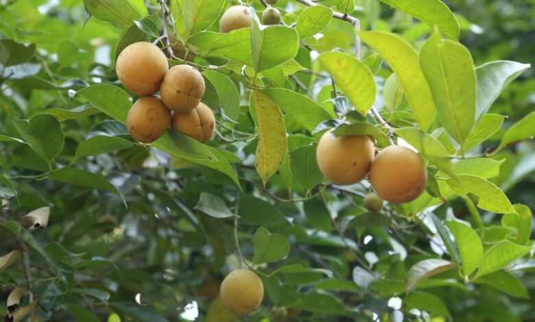 Nutmeg Cultivation in India with Proper Guidance